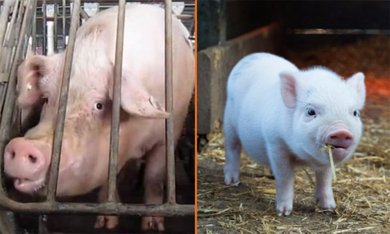 Schweinerei Schweinerei