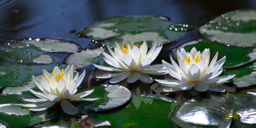 water-lilies-3449574_1920