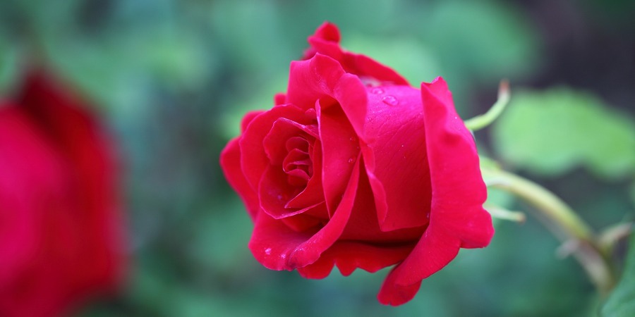 flowers-3218076_1920