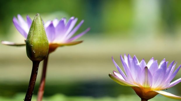 water-lily-1490078_1920