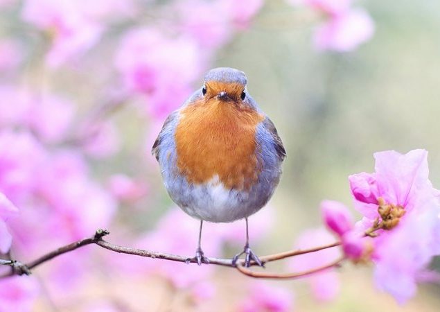 spring-bird-2295436_1920