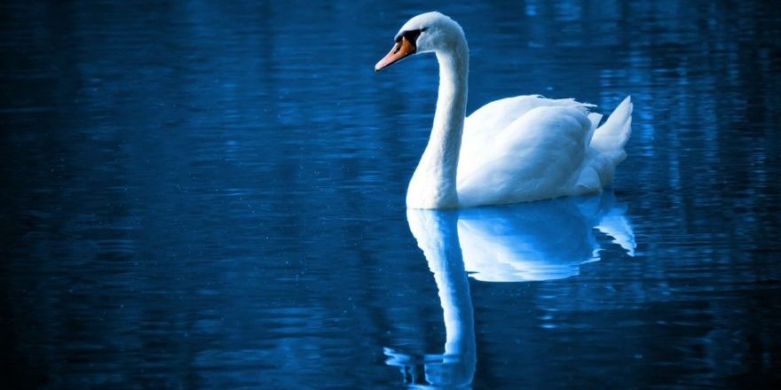 swan-16736_1280-thegem-blog-default
