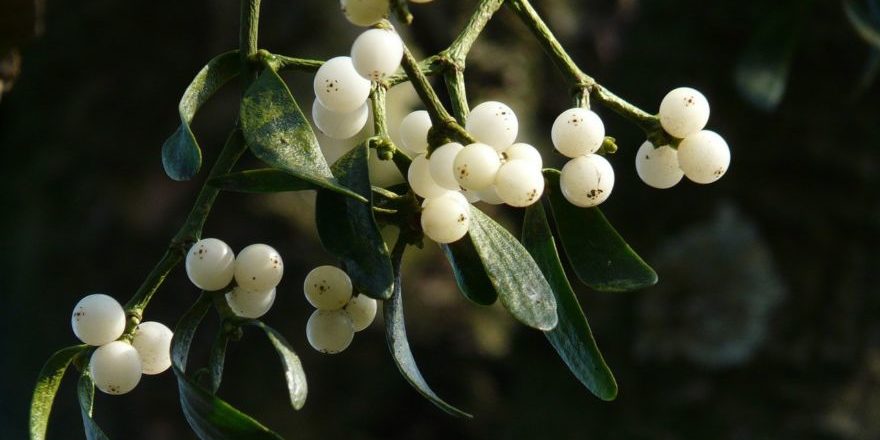 mistletoe-berries-16393_1280-thegem-blog-default
