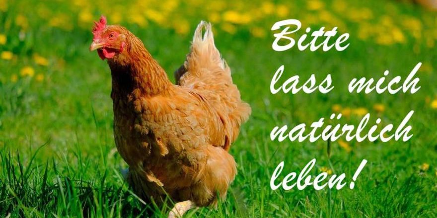 chicken-schreibschrift-thegem-blog-default