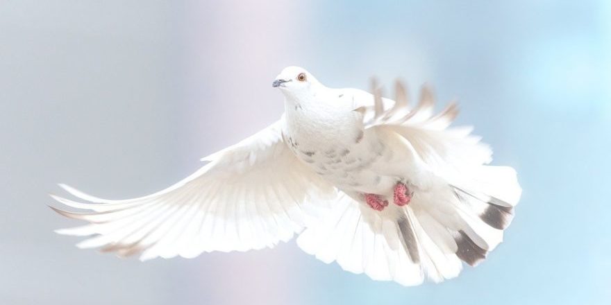 dove-2680487_1280-thegem-blog-default