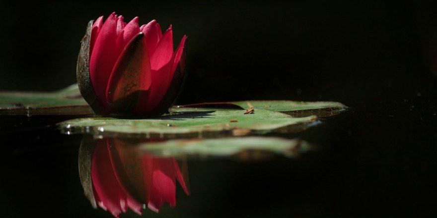 flowers-3574709_1280-thegem-blog-default (1)