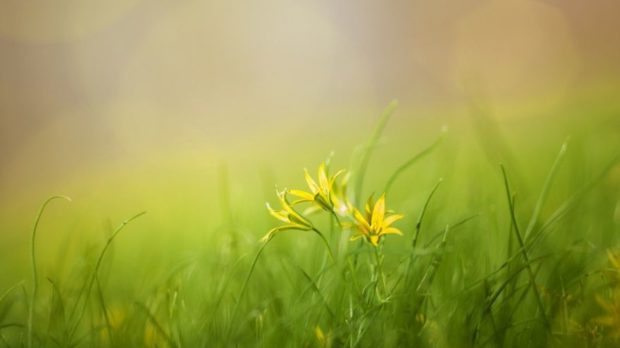 grass-3085457_1280-thegem-blog-default
