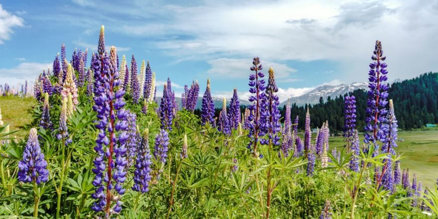 akshat-vats-4TgTWo1VJek-unsplash-scaled-thegem-blog-default