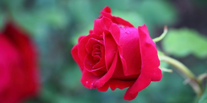 flowers-3218076_1920-thegem-blog-default