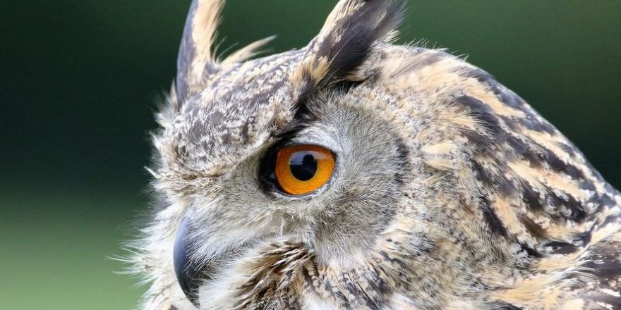 eurasian-eagle-owl-1642795_1920-thegem-blog-default