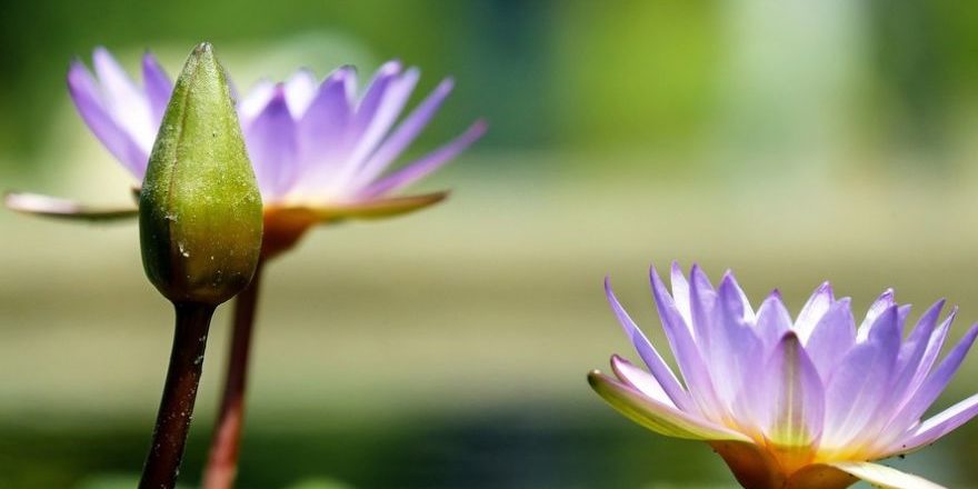 water-lily-1490078_1920-thegem-blog-default