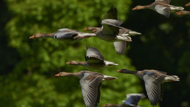 flock-of-birds-350290_1920-thegem-blog-default-thegem-blog-default