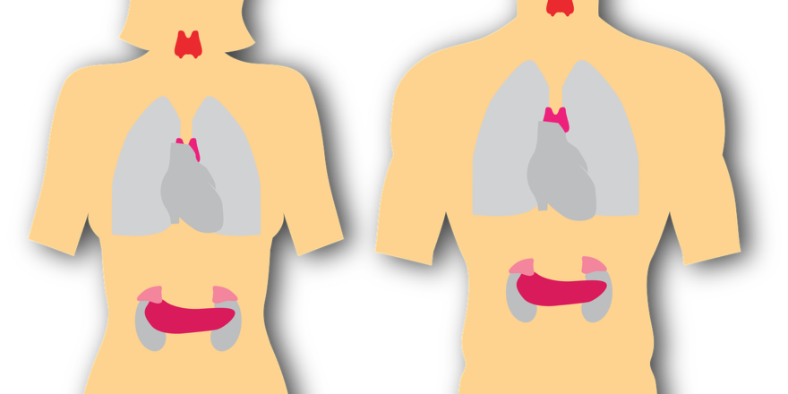endocrine-system-g2ce246043_1280-thegem-blog-default