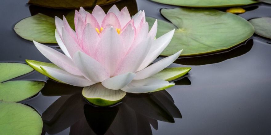 jay-castor-7AcMUSYRZpU-unsplash-scaled-thegem-blog-default