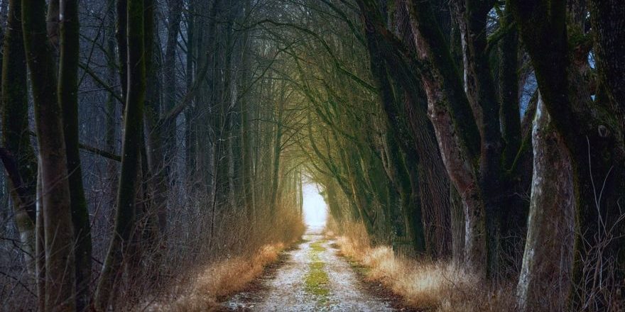 tree-g59ee019a5_1280-thegem-blog-default