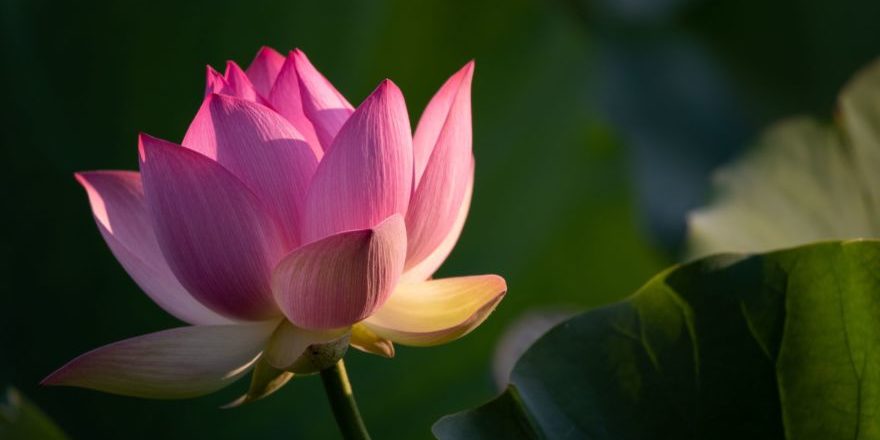 michael-joiner-2PX8L5zPLwc-unsplash-scaled-thegem-blog-default