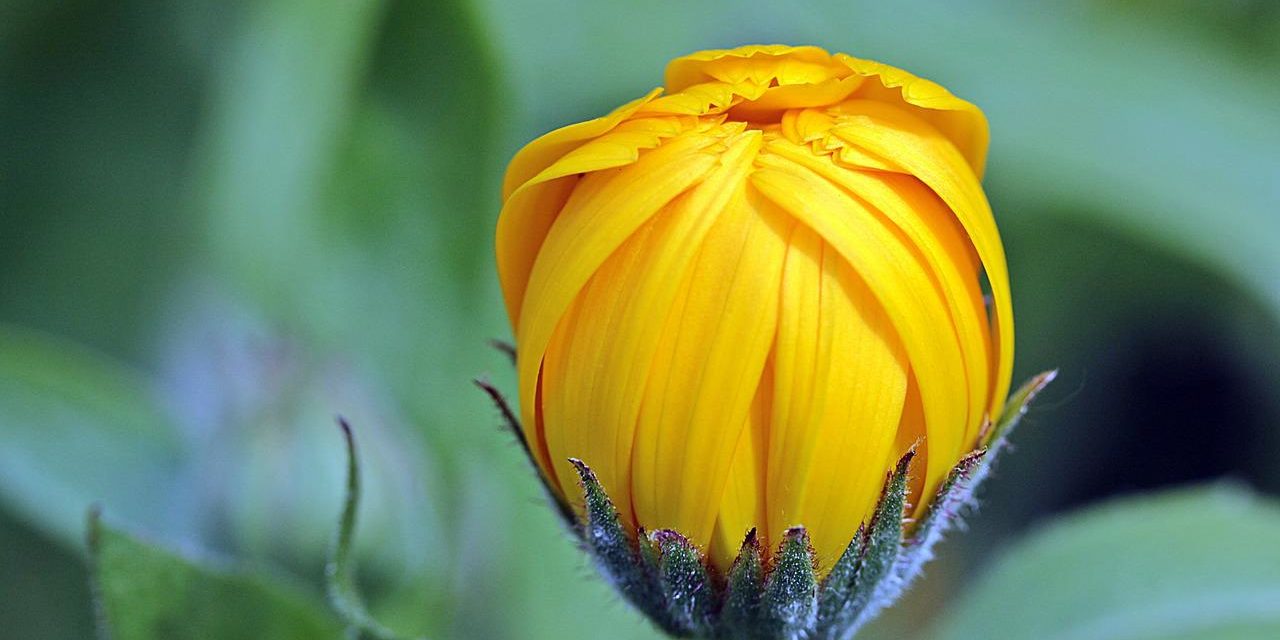 marigold-g9a8075832_1280