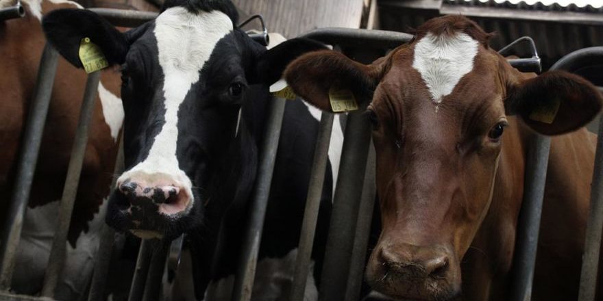 bovine-g07722820b_1280-thegem-blog-default