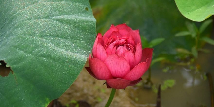 lotus-flowers-4281252_1280-thegem-blog-default-thegem-blog-default