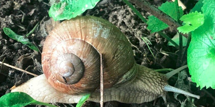 Schneggae-e1673776000120