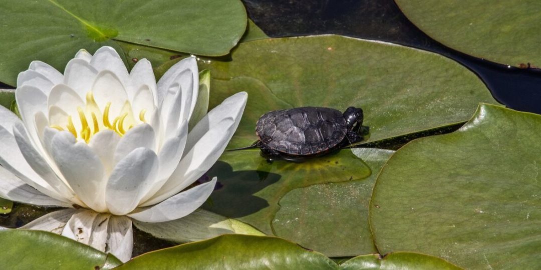 lotus-ge98233adf_1280-thegem-blog-default