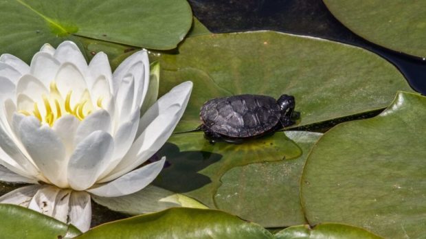 lotus-ge98233adf_1280-thegem-blog-default