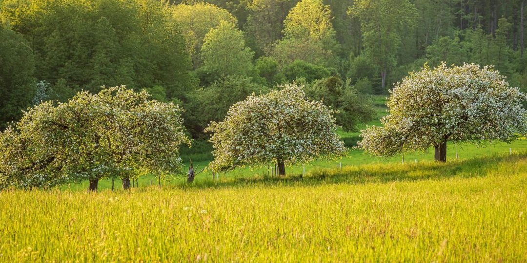 meadow-ga0934b8d1_1920-thegem-blog-default