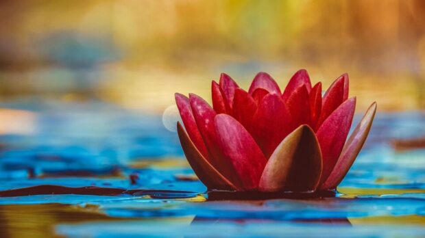 hd-wallpaper-gc010fa129_1920-thegem-blog-default