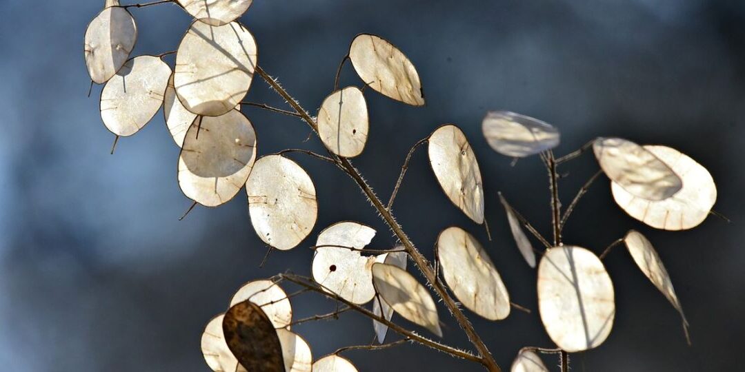 honesty-g41df906c3_1280-thegem-blog-default