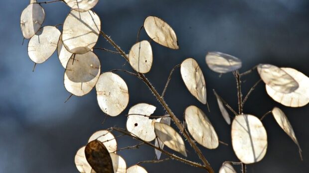 honesty-g41df906c3_1280-thegem-blog-default