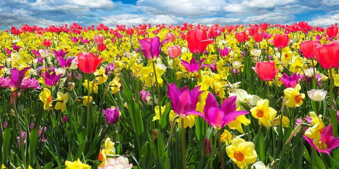 tulips-g697e853ec_1280-thegem-blog-default