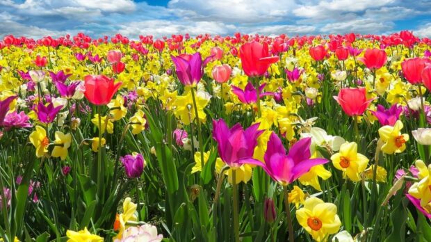 tulips-g697e853ec_1280-thegem-blog-default