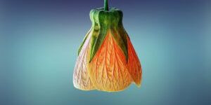 flower-g0dda175d3_1280-300×195