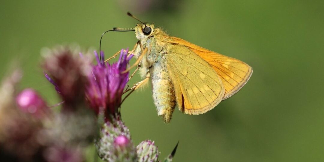 butterfly-8146310_1280-thegem-blog-default