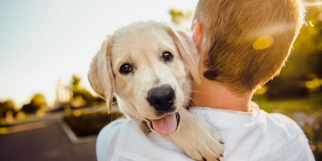 dog