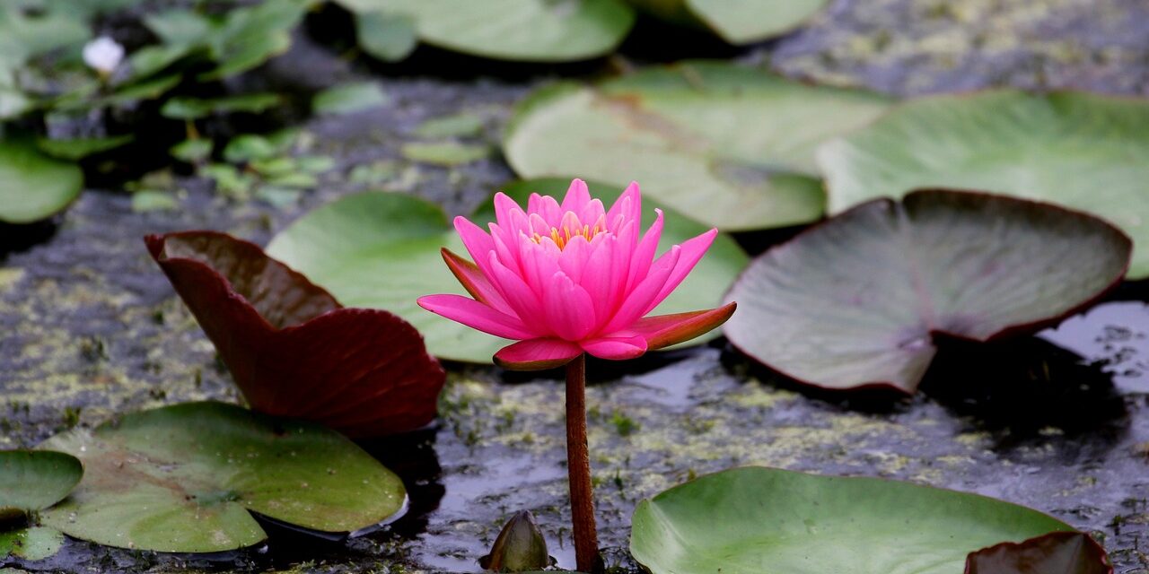 lotus-6595628_1280