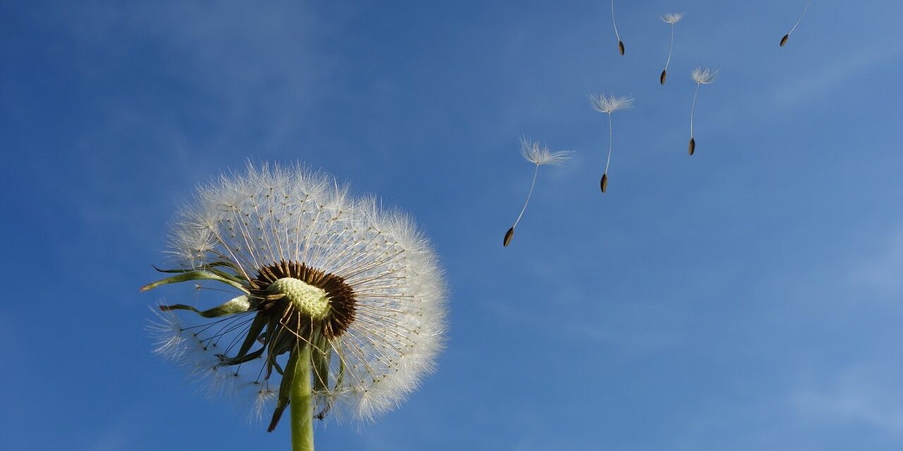 dandelion-463928_1280
