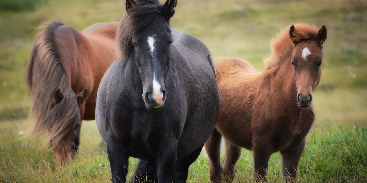 iceland-1747368_1280